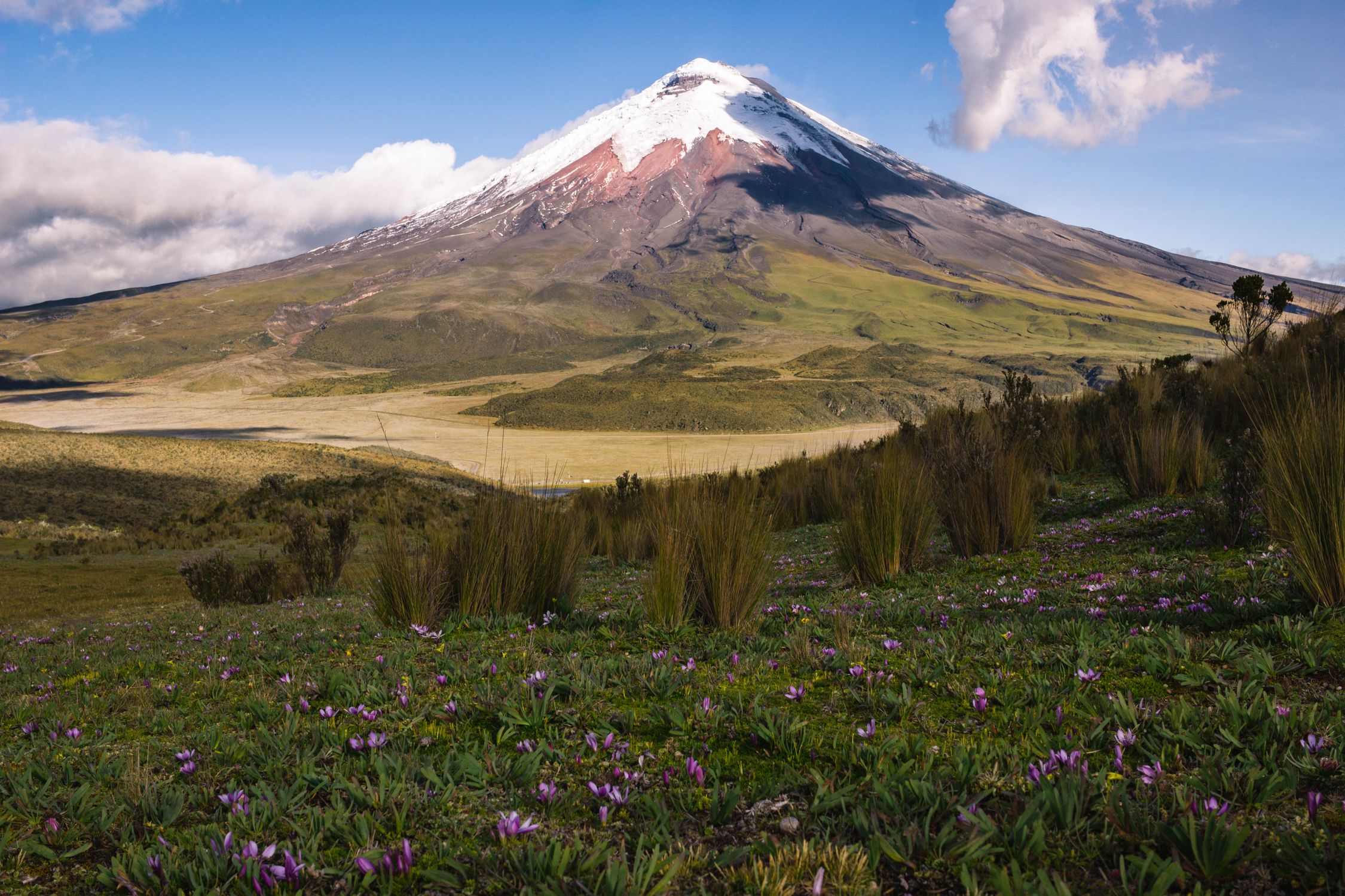 Cotopaxi volcano surrounded by vibrant wildflowers under a clear blue sky in Ecuador